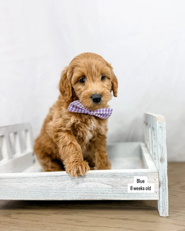 Vogelsberg Family Farm – Raised Right In Utah, Mini Goldendoodle