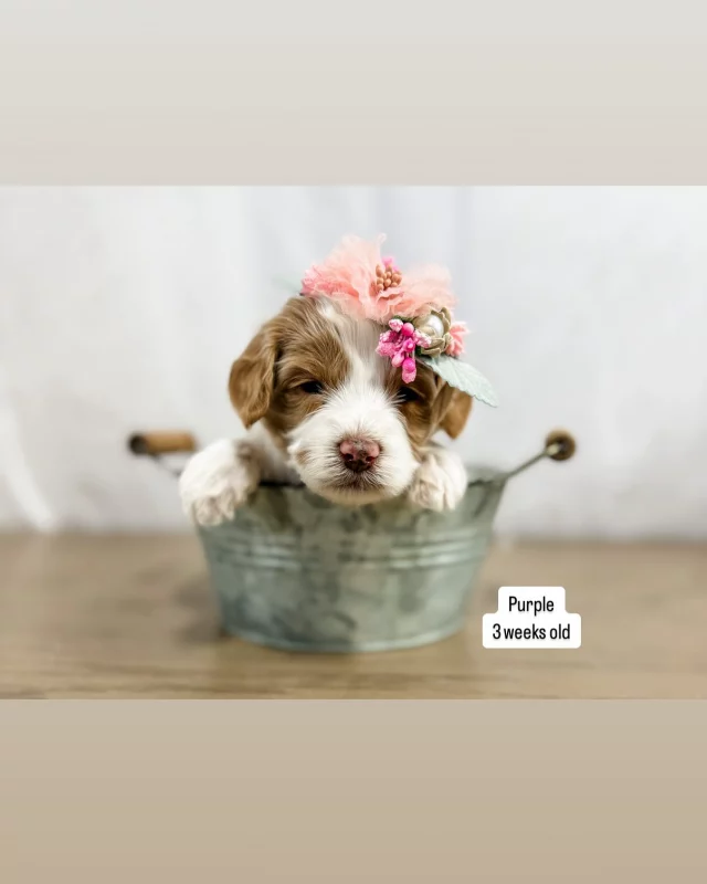 Vogelsberg Family Farm – Raised Right In Utah, Mini Goldendoodle