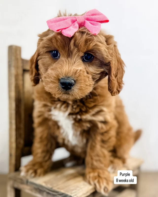 Vogelsberg Family Farm – Raised Right In Utah, Mini Goldendoodle